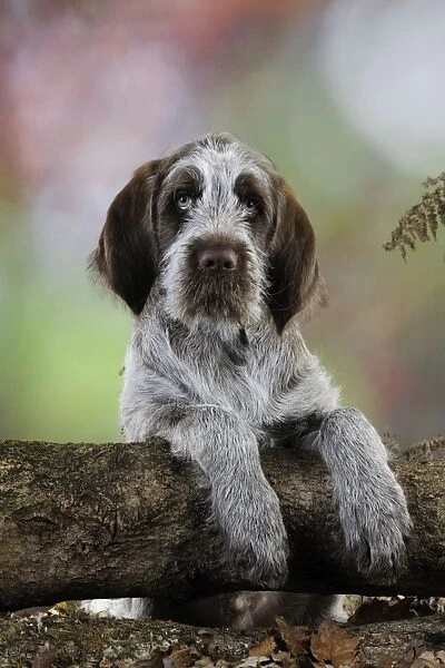 DOG. Spinone puppy looking over a log