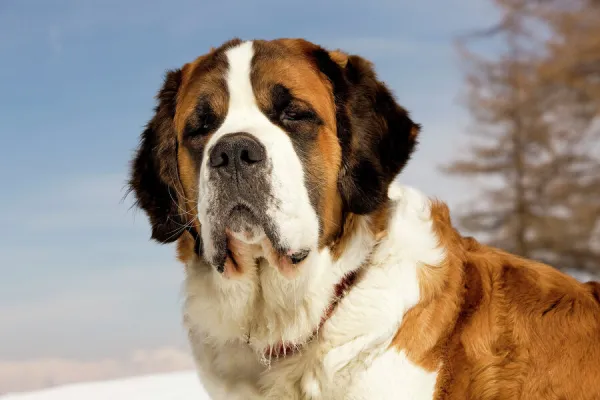 Dog - St Bernard