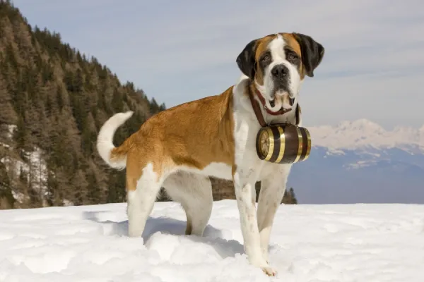 Dog - St Bernard - Mountain Resuce dog wearing barrel round neck in snowy mountain setting