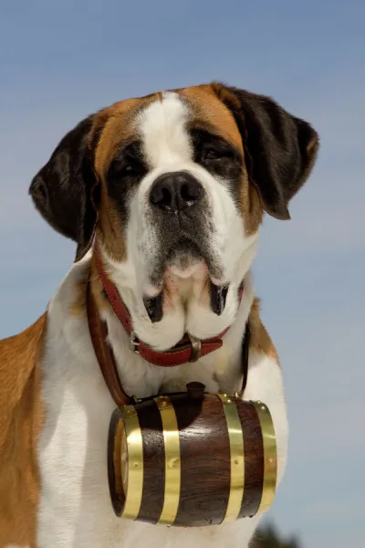 Dog - St Bernard - Mountain Resuce dog wearing barrel round neck