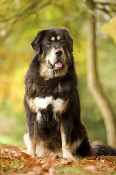 Dog - Tibetan mastiff