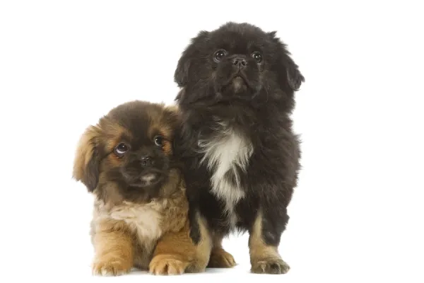 Tibetan spaniel puppies for deals sale