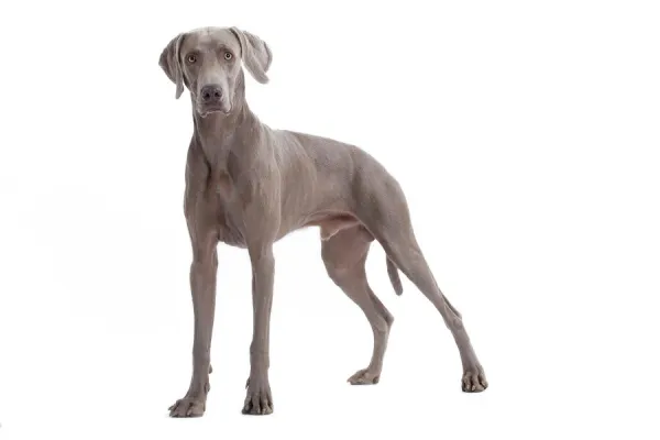 Dog - Weimaraner