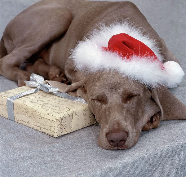 Dog Weimaraner dog asleep wearing Christmas hat