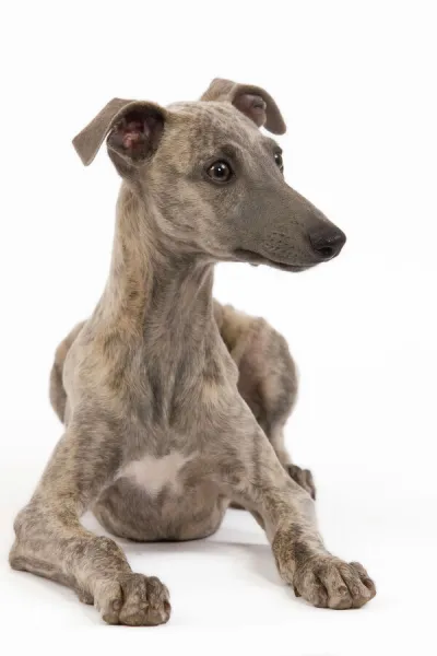 Dog - Whippet in studio