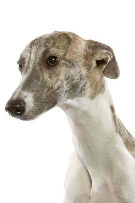 Framed Print : Whippet Print LA-6421 Framed Print : Whippet Print LA-6421