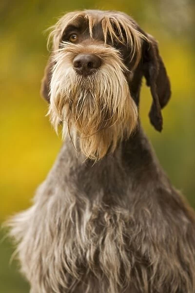 DOG - Wire-haired Pointing Griffon  /  Korthals Griffon