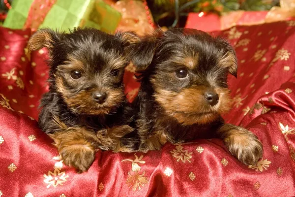 Dog - Yorkshire Terrier puppies with Christmas decorations