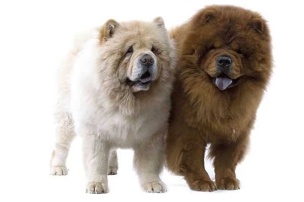 Dogs - Chow Chow