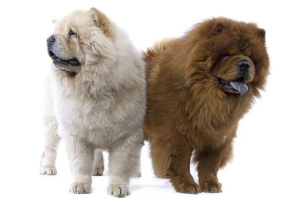 Dogs - Chow Chow
