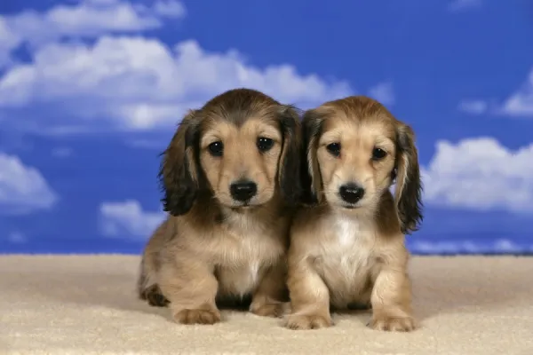 Dogs Cream Longhaired Dachshund puppies Date. Available as Framed Prints,  Photos, Wall Art and other products #10528558