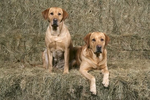 Dogs - Yellow Labrador Retrievers lying down on hay stacks