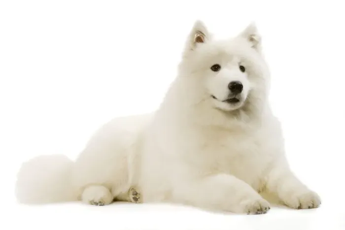 Framed Print : Samoyed Print - Lying Down Framed Print : Samoyed Print - Lying Down