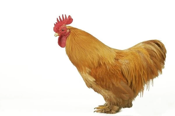 Domestic Chicken Rooster Peking Bantam breed