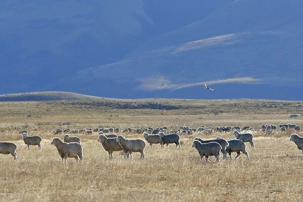 Domestic Merino Sheep. Magallanes Peninsula - Patagonia - Argentina