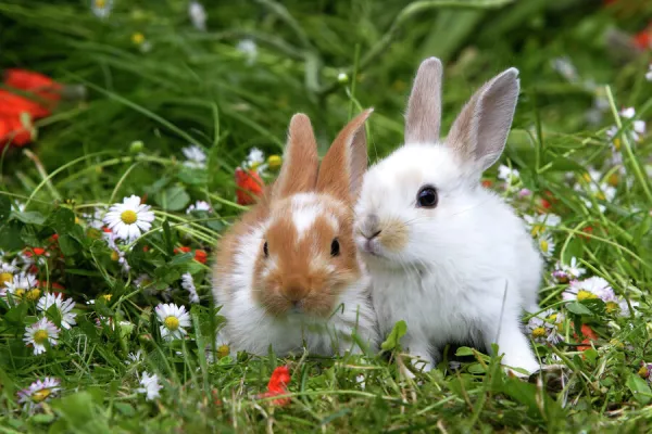 Domestic Rabbits - outside amongst flowers