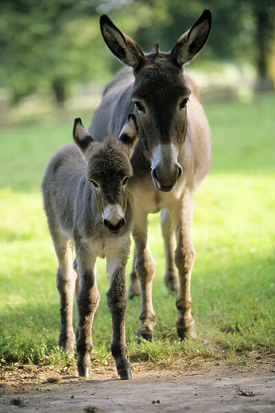Donkey - foal with mother on meadow Hessen, Germany