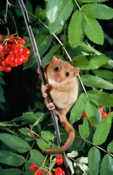 Framed Print : Dormouse in Rowan Tree Print