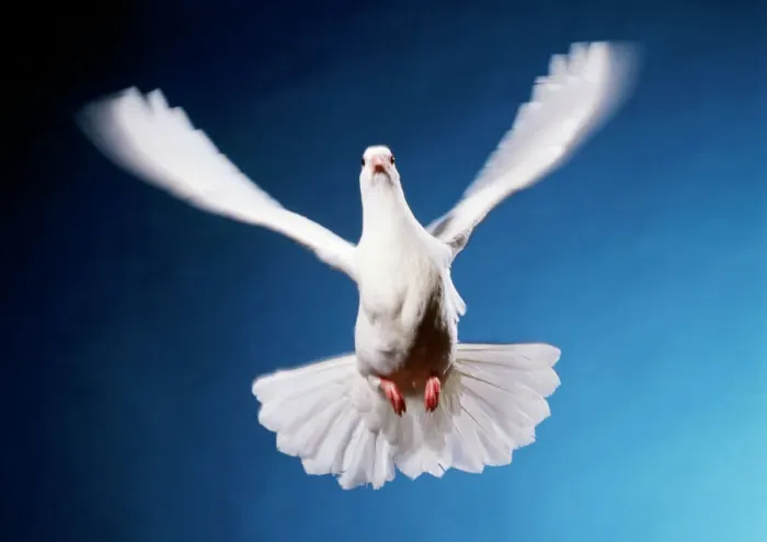 Framed Print : White Dove in Flight Print Framed Print : White Dove in Flight Print