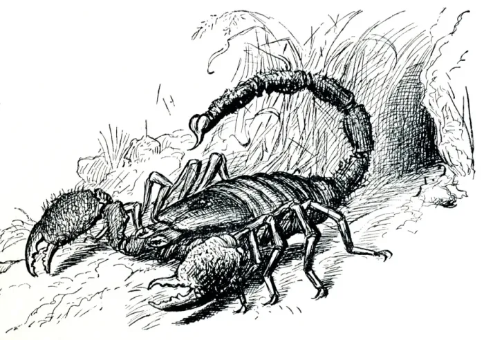 Framed Print : Scorpion Print - Defensive Posture Framed Print : Scorpion Print - Defensive Posture