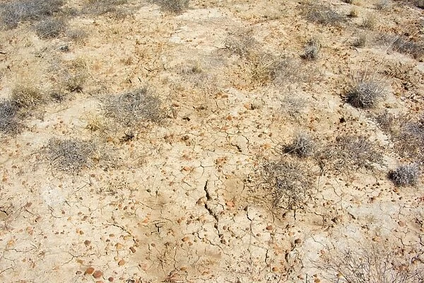 Drought - completely dried up pasture totally devoid of any signs of plant live. The earth is cracked up and all vegetation is bone dry. It is time of drought - Channel Country, Outback, Queensland, Australia