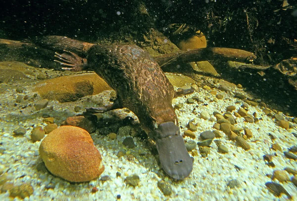 Duck-billed  /  Duckbill Platypus - Swimming underwater New South Wales, Australia RMS04561