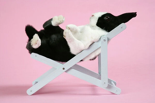 Dutch rabbit in a deckchair
