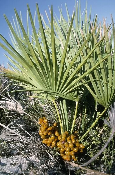 Dwarf Fan Palm - in fruit