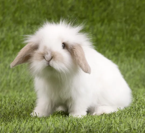 Dwarf Lop Rabbit