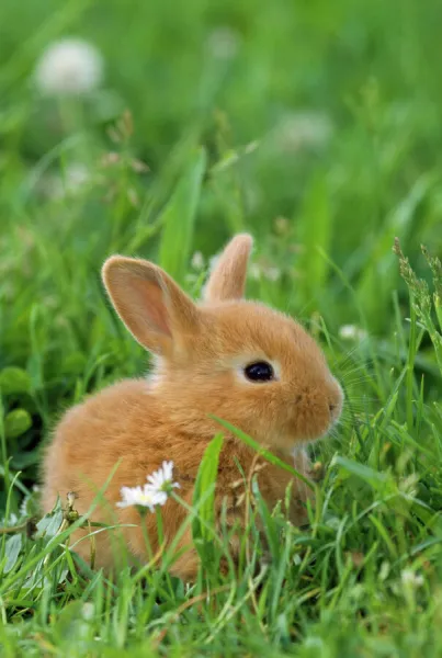 Dwarf Rabbit