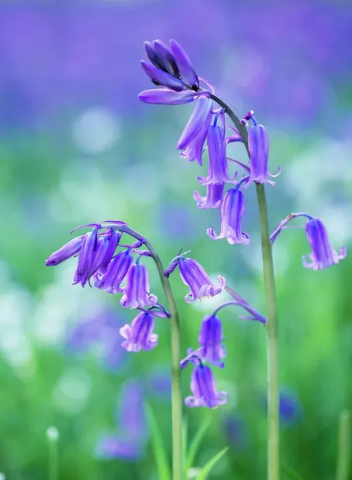 Framed Print : Bluebell Close-up Print Framed Print : Bluebell Close-up Print