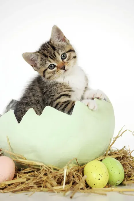 Framed Print : CAT Kitten Sitting in Egg Print Framed Print : CAT Kitten Sitting in Egg Print