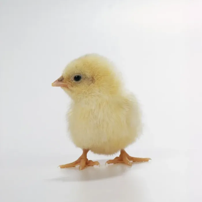 Framed Print : Chicken Print - Studio Shot of a Chick