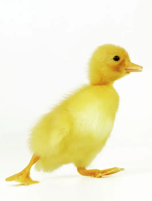Framed Print : Duckling Print (Easter) Framed Print : Duckling Print (Easter)