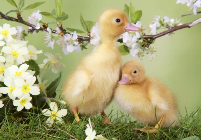 Framed Print : Ducklings in Spring Print Framed Print : Ducklings in Spring Print