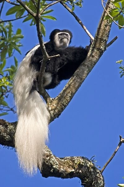 Eastern Black & White Colobus Monkey, adult male, Arusha National Park, Tanzania, Africa