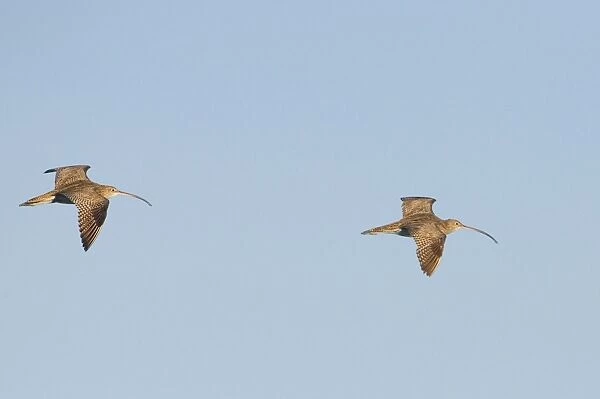 Eastern Curlews - In flight - Roebuck Bay, near Broome, Western Australia