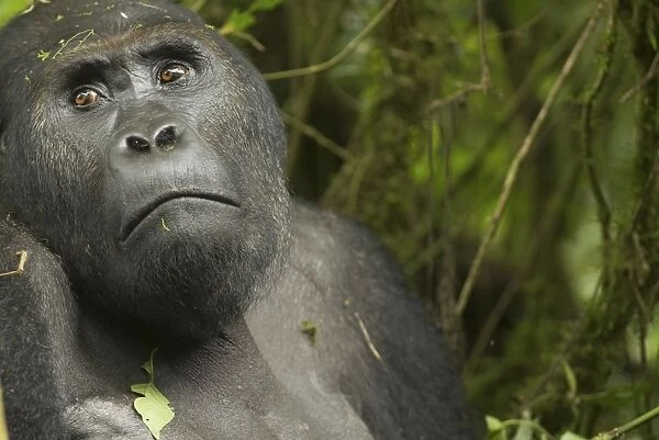 Eastern Lowland Gorilla - male - Kahuzi Biega NP - DRC - Africa