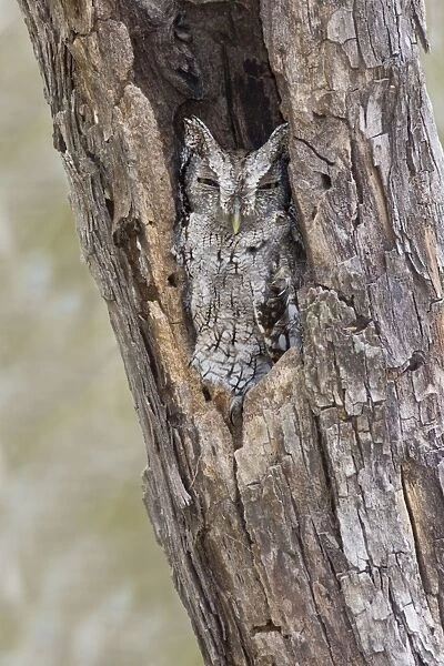 Eastern Screech-Owl - Texas subspecies Megascops asio mccallii. South Texas