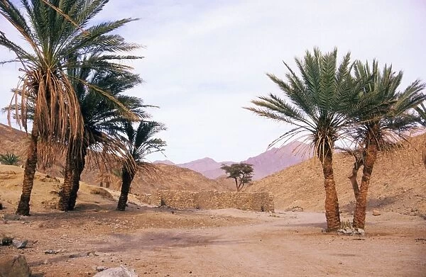 Egypt - Palm trees near ancient water-well. Mountains in Arabian desert approx. 50 km from Hurghada town (Red sea shore); Egypt, evening. January Eg. 0022