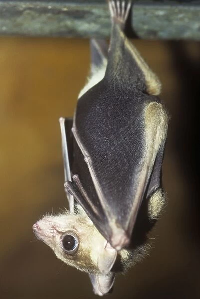 Egyptian Fruit-bat