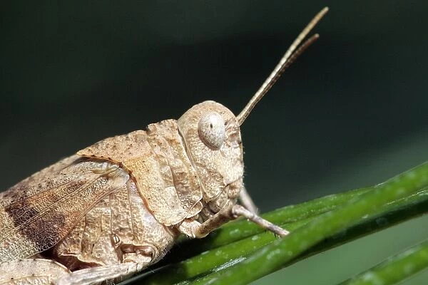 Egyptian Grasshopper - adult. Aubignan - Provence PACA - France