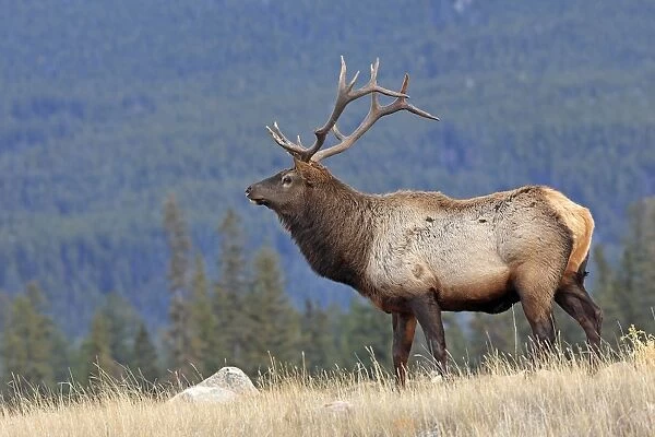 Elk  /  Wapiti. Rocky mountains - Jasper national park - Alberta - Canada