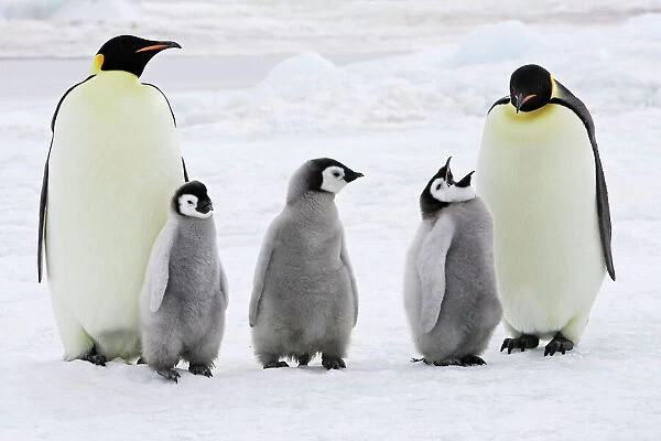 Emperor Penguin - adults with three chicks. Snow hill island - Antarctica
