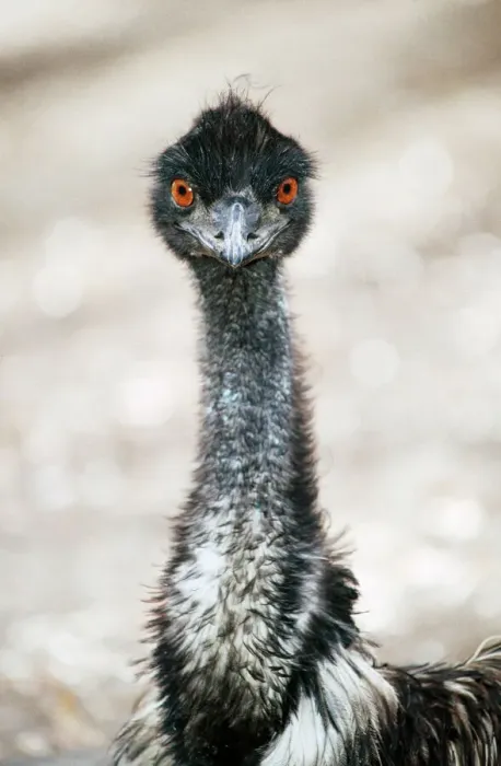 Framed Print : EMU Head Print, Dromaius novaehollandiae Framed Print : EMU Head Print, Dromaius novaehollandiae