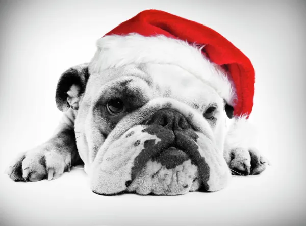 English Bulldog - lying in studio wearing a Christmas hat Digital Manipulation: Hat (Su)