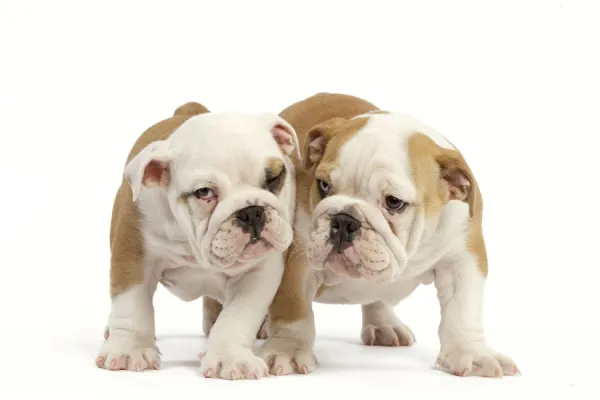 English Bulldog - two puppies