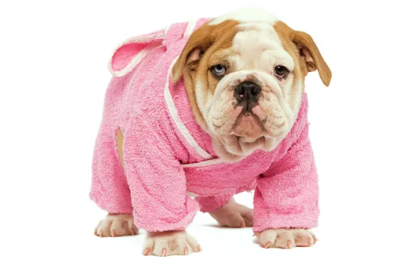 English Bulldog - in studio wearing pink dressing gown