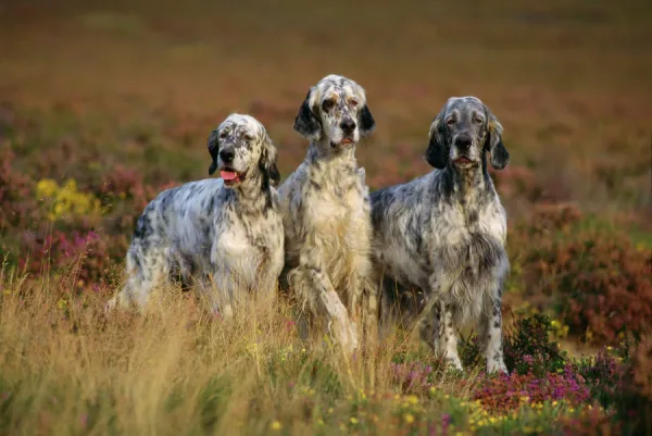 English Setter Dog