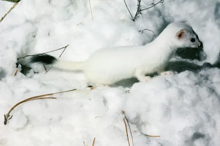 Framed Print : Ermine in Snow Print Framed Print : Ermine in Snow Print